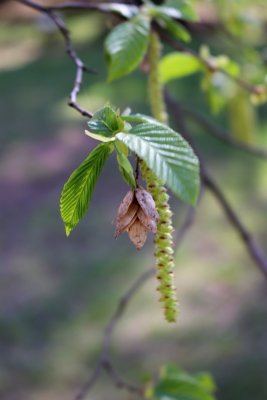 Ostrya carpinifolia - habrovec habrolistý - plodenství